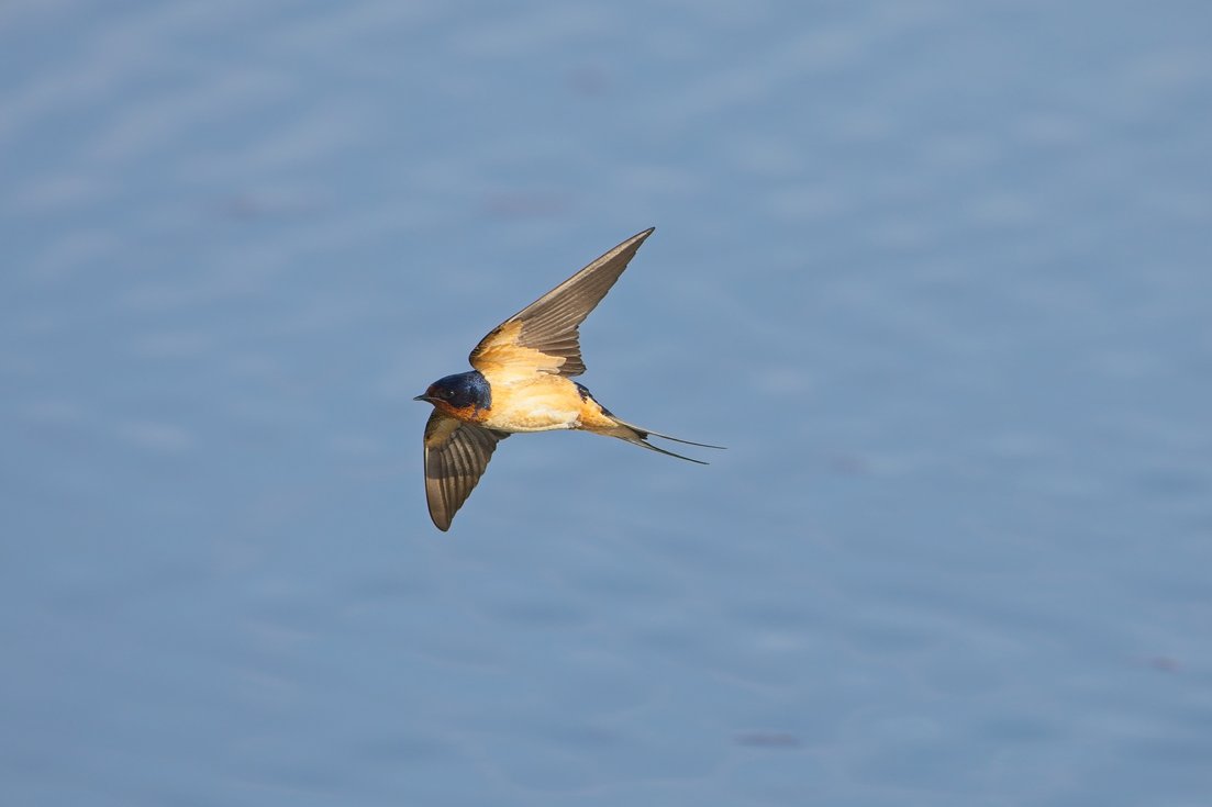 A Barn Swallow in mid-flight against a soft blue sky or water backdrop. The bird displays its characteristic features, including a glossy blue-black head, warm rufous-brown underparts, dark brown wings swept back in a graceful arc, and a deeply forked tail with long central tail streamers extending behind it. The swallow is captured with its wings outstretched, conveying elegant, agile motion.